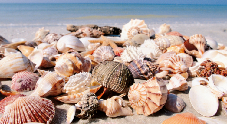 ©Fort Myers - Islands, Beaches and Neighborhoods_Shells 4.jpg
