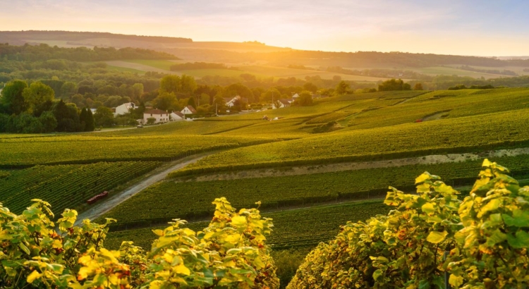 Frankreich Champagne Foto iStock Southtownboy