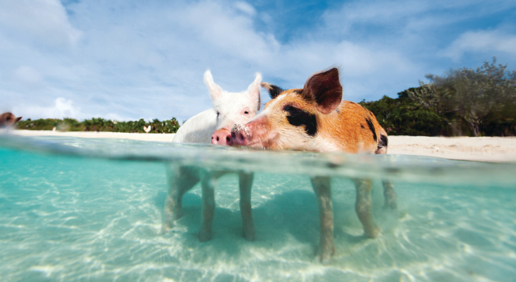 Schwimmende Schweine Bahamas