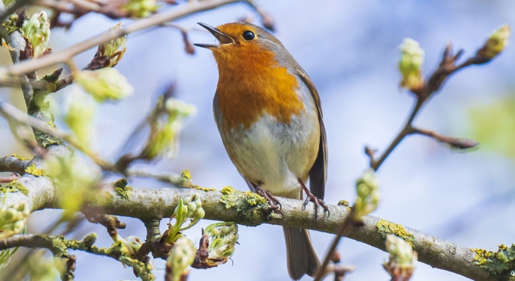 Rotkehlchen Vogel Foto iStock Sander Meertins