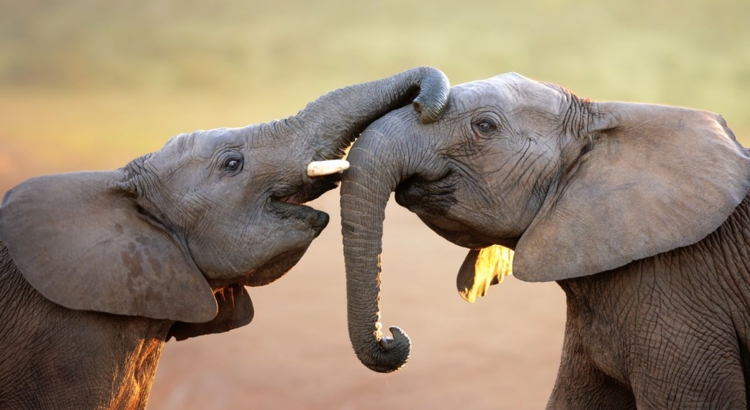 Elefant symbol Foto iStock Johan 63