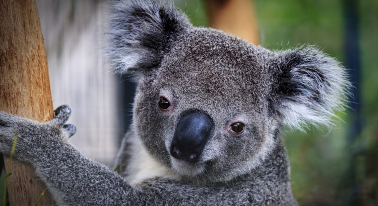 Australien Koala Foto iStock Desert Solitaire