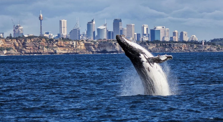 Australien sydney Wal Foto iStock Pomin Oz